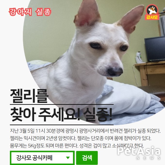 광명시 광명사거리에서 실종된 반려견 젤리를 찾아 주세요! 광명시 반려인들의 관심이 필요!