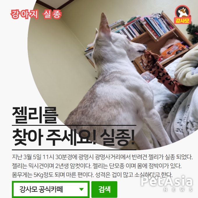 광명시 광명사거리에서 실종된 반려견 젤리를 찾아 주세요! 광명시 반려인들의 관심이 필요!
