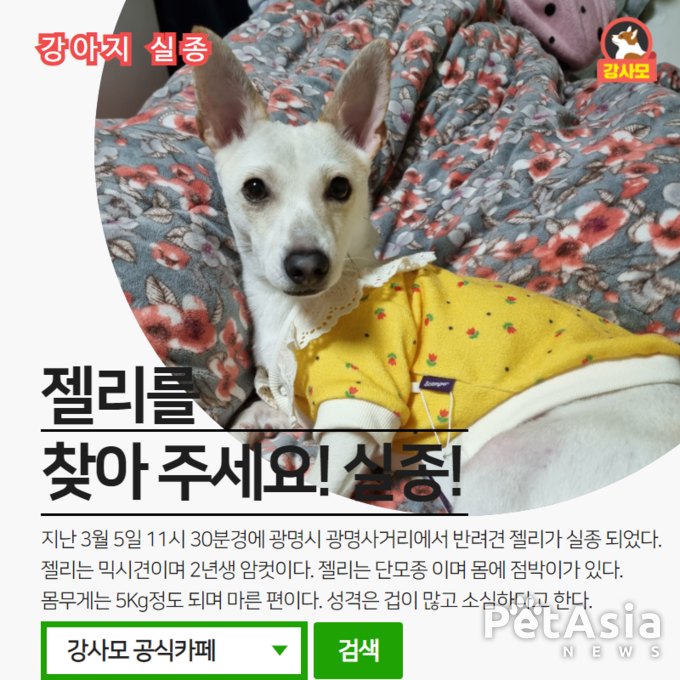 광명시 광명사거리에서 실종된 반려견 젤리를 찾아 주세요! 광명시 반려인들의 관심이 필요!