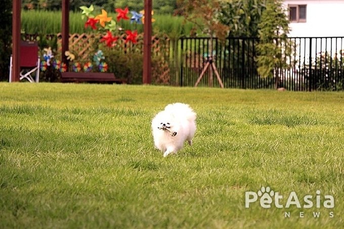 소형견들의 메카! 전국의 소형견 보호자들이 꼭 가고 싶어하는 "댕댕라운지"를 가다!