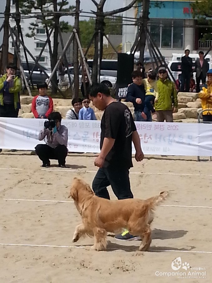 반려견과 동행하는 "따라" 훈련방법