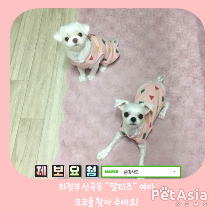 강아지실종, 1월 9일 오전 12시경 의정부 신곡동에서 실종된 말티즈 여아 "코코"를 찾아 주세요.