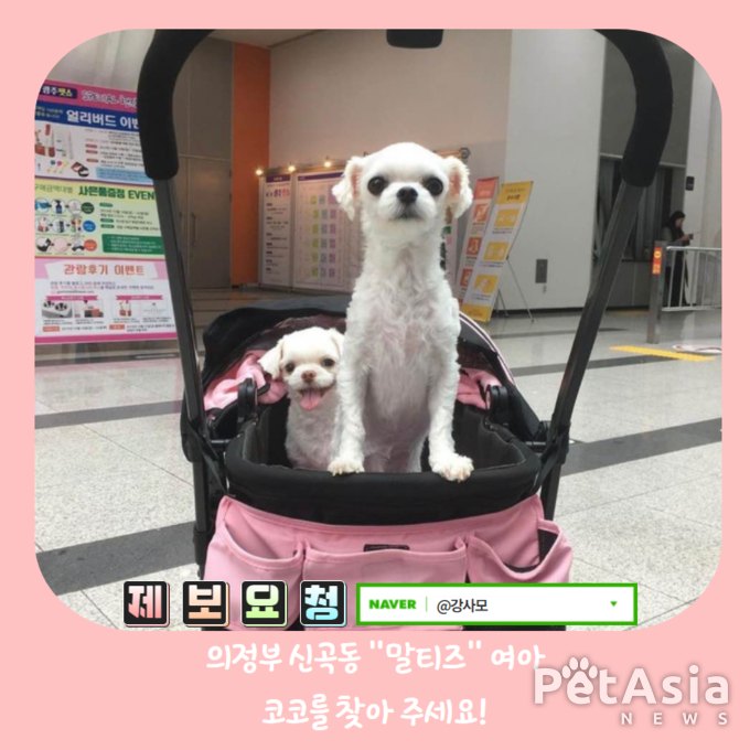 강아지실종, 1월 9일 오전 12시경 의정부 신곡동에서 실종된 말티즈 여아 "코코"를 찾아 주세요.