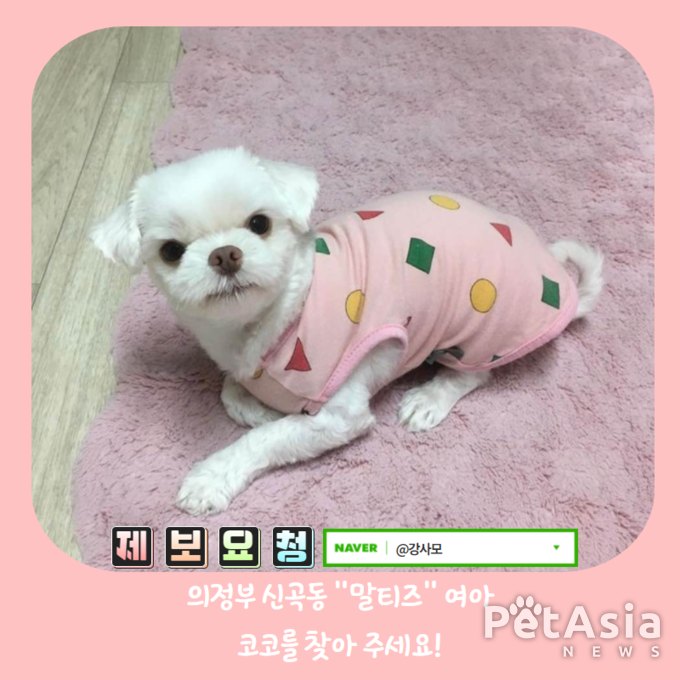 강아지실종, 1월 9일 오전 12시경 의정부 신곡동에서 실종된 말티즈 여아 "코코"를 찾아 주세요.
