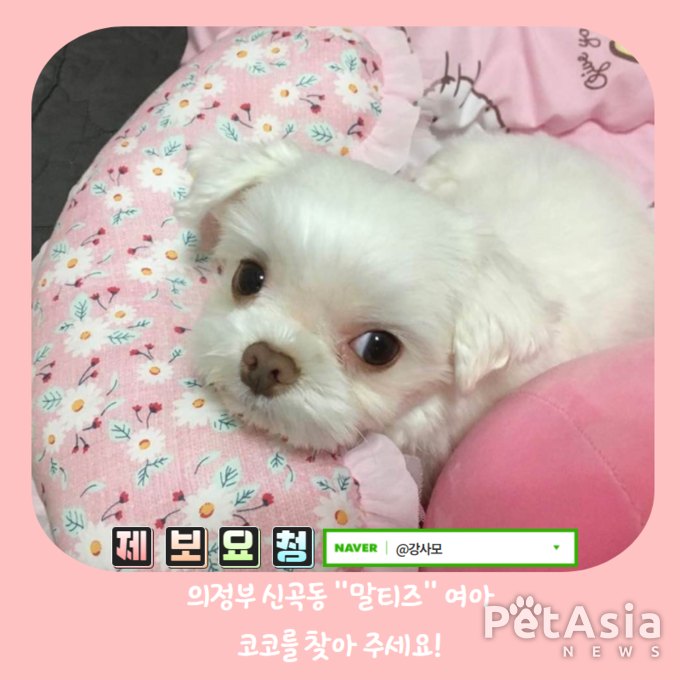 강아지실종, 1월 9일 오전 12시경 의정부 신곡동에서 실종된 말티즈 여아 "코코"를 찾아 주세요.