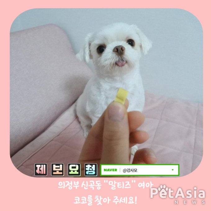 강아지실종, 1월 9일 오전 12시경 의정부 신곡동에서 실종된 말티즈 여아 "코코"를 찾아 주세요.